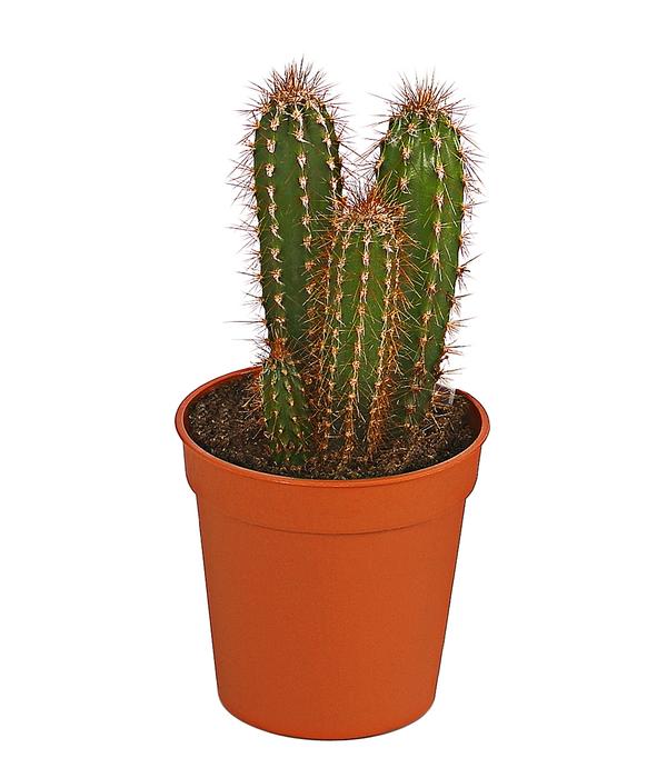 Säulenkaktus - Cereus peruvianus,