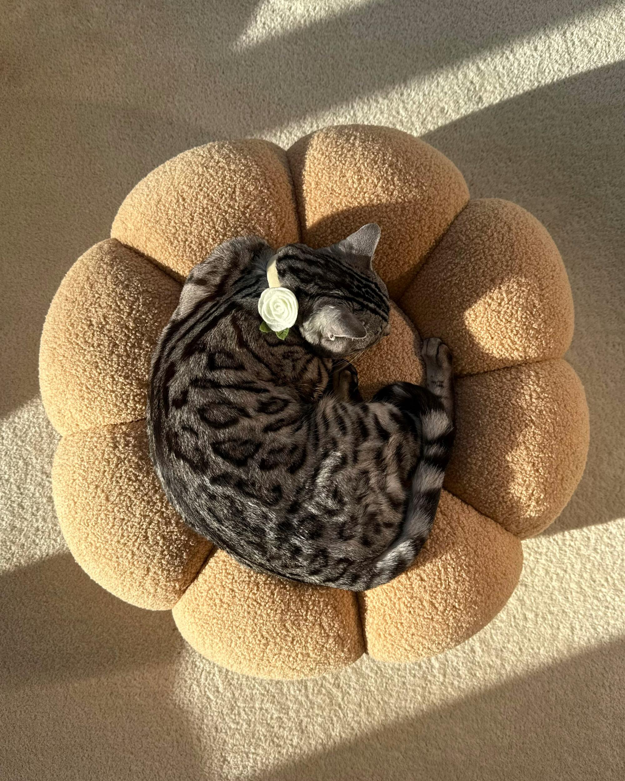 Poef BEAUFORT Bouclé Lichtbruin