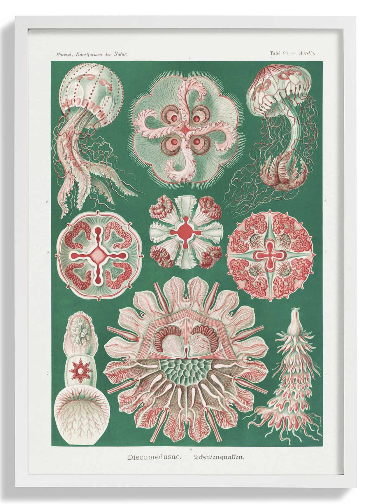 Discomedusae Green Pink von Ernst Haeckel mit Rändern