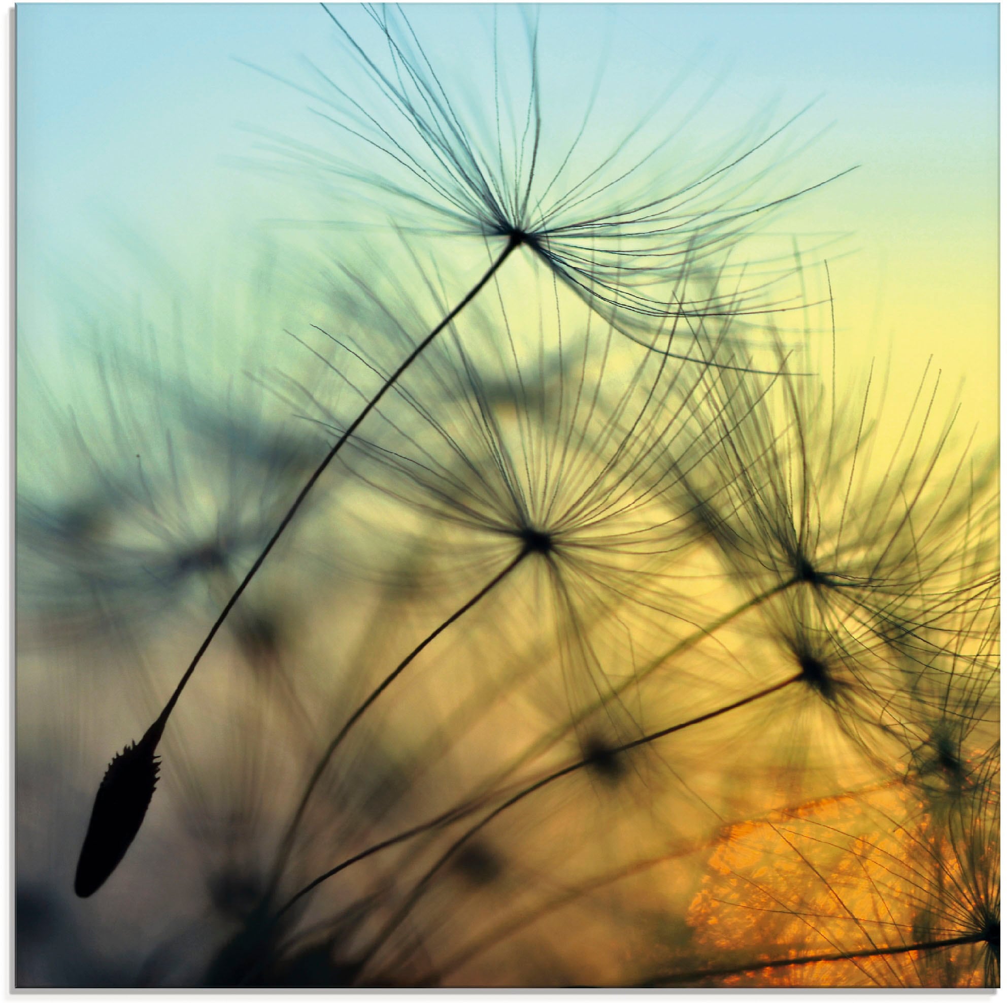 Artland Glasbild »Goldener Sonnenuntergang und Pusteblumen« Blumen 1 Stk. tlg. in verschiedenen Grössen