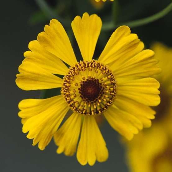 Gaillarde Chloé : godet vert