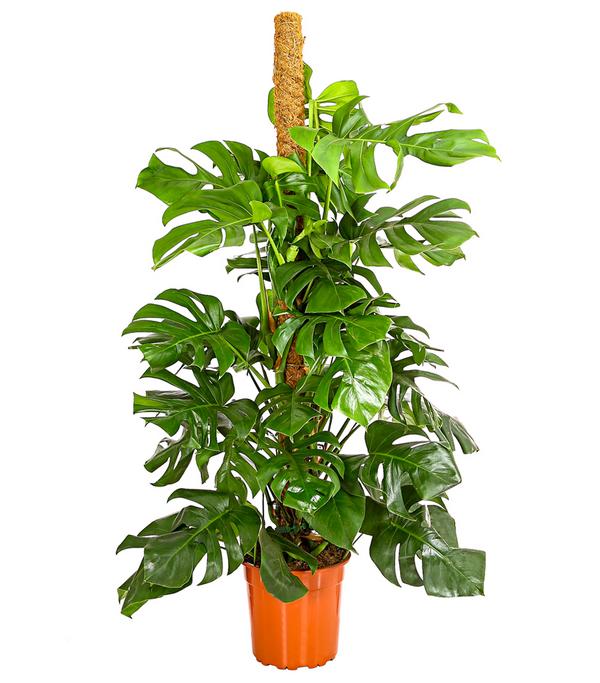 Fensterblatt - Monstera deliciosa am Moosstab