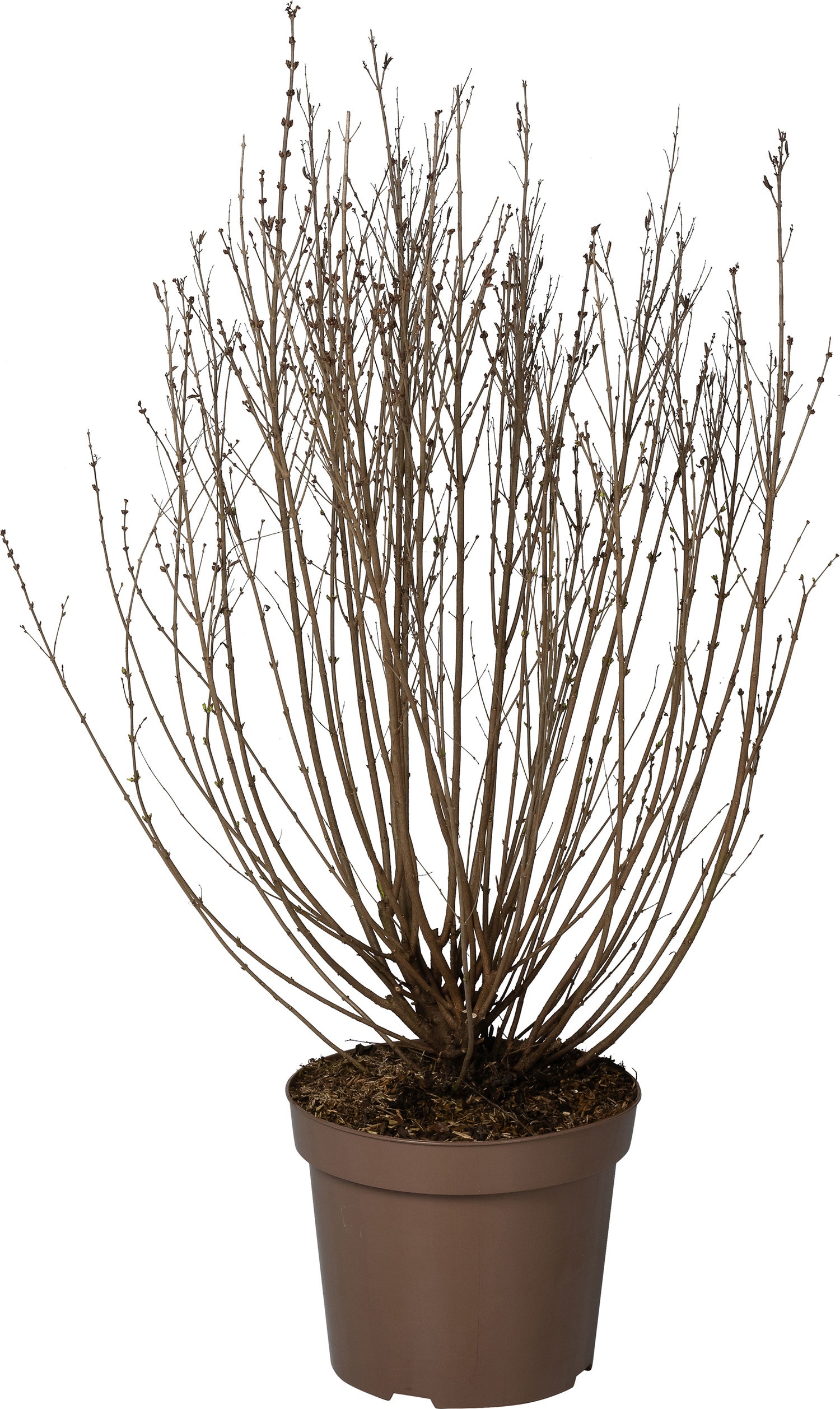 Dwergsering (Syringa 'Sugar Plum Fairy') D 32 H 100 cm