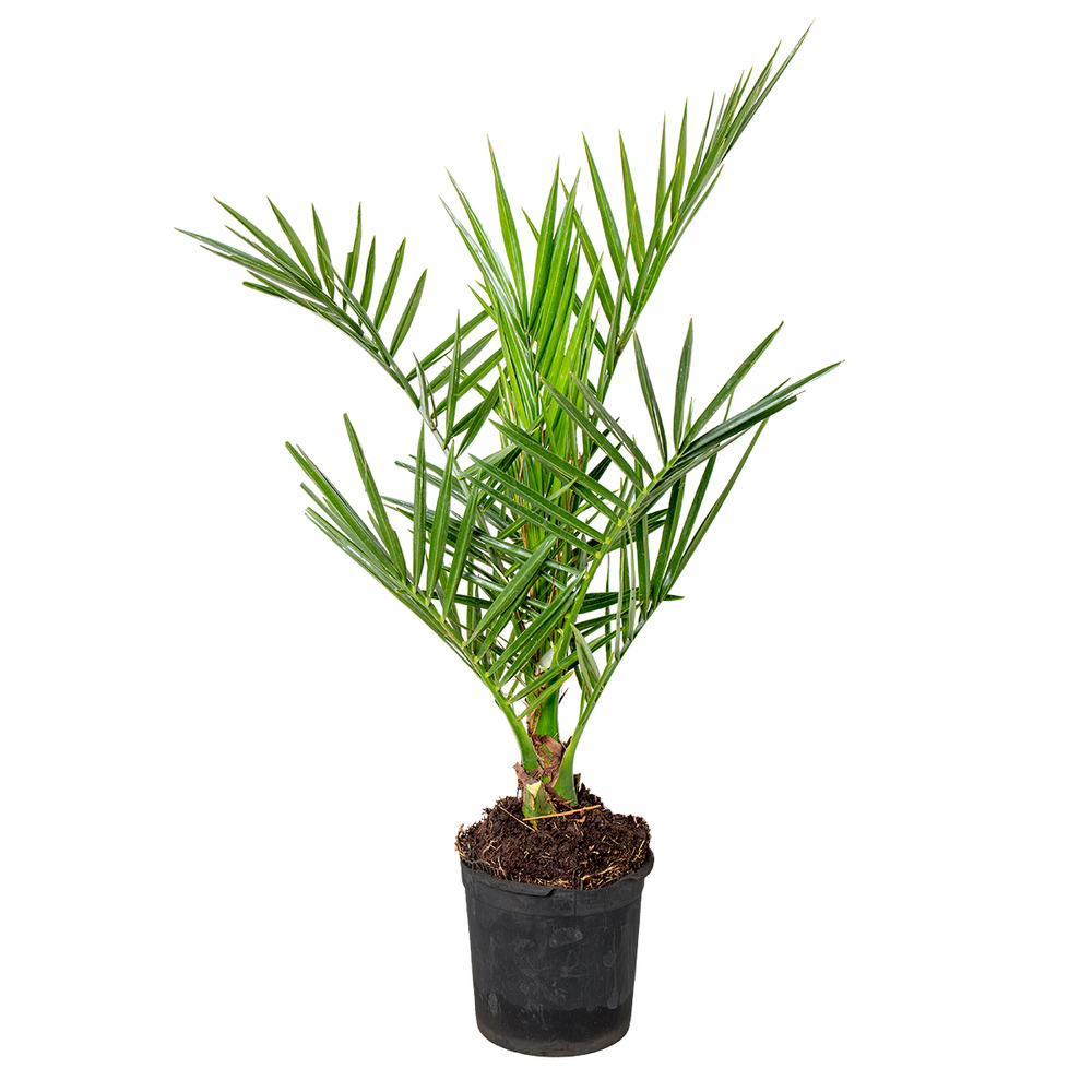 Phoenix canariensis - palmier dattier des canaries - palmier - rustique – ⌀15 cm - ↕50-60 cm