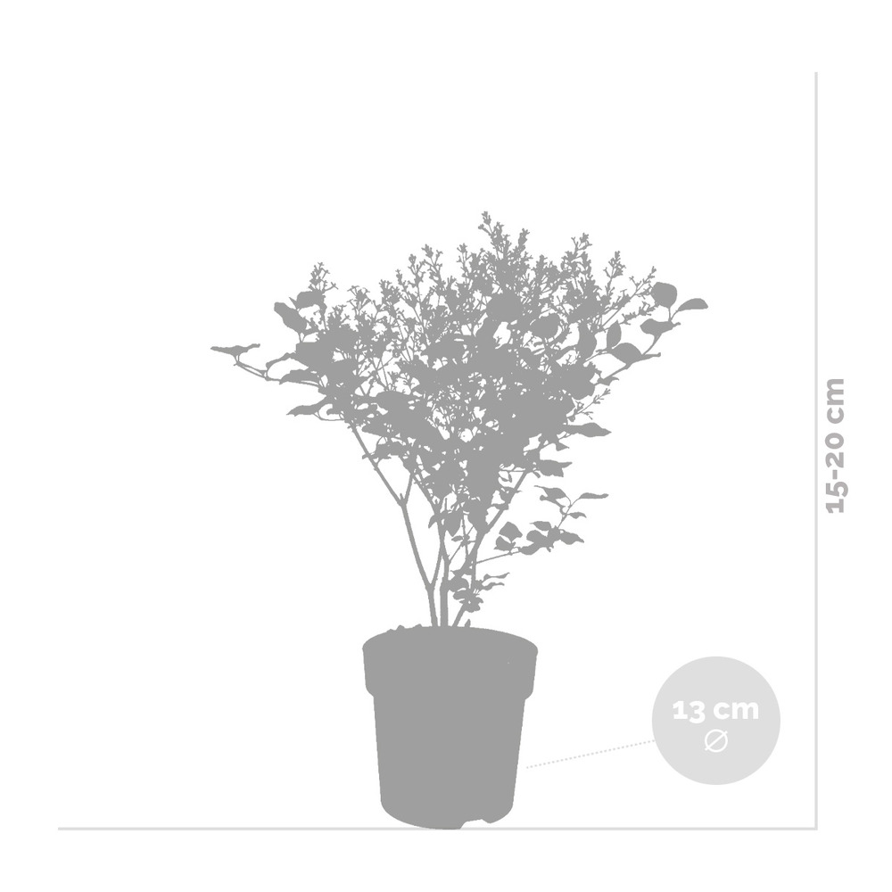 Syringa 'bloomerang dark purple' - lilas - arbuste - rustique – ⌀13 cm - ↕15-20 cm