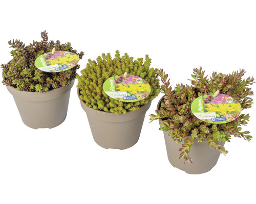 FloraSelf rotstuin vaste planten, 2-5 cm hoog, in een 1 cm pot (willekeurige selectie van soorten)