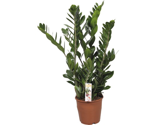 ZZ plant FloraSelf Zamioculcas zamiifolia H 80-100 cm Ø 21 cm pot