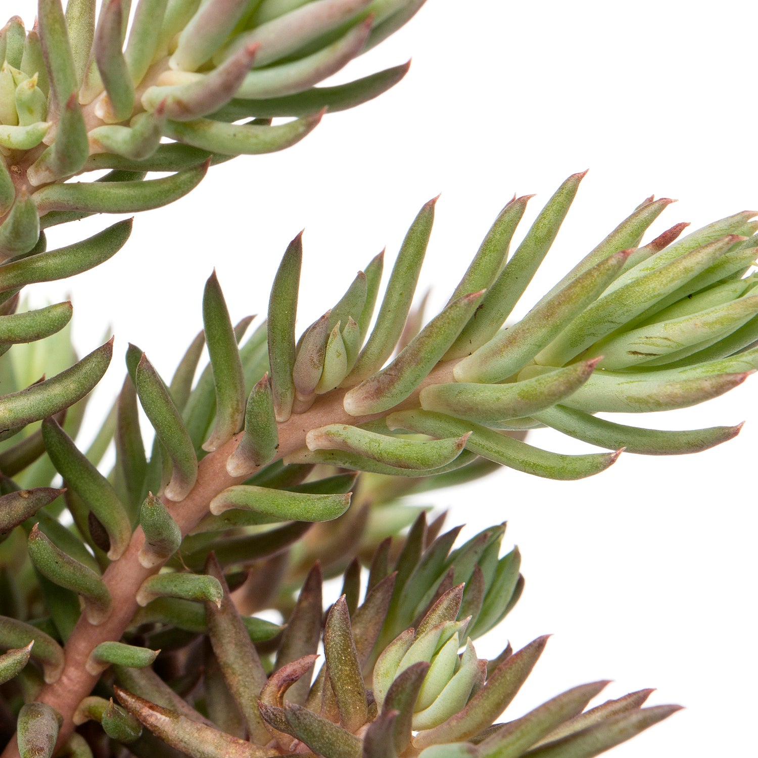 Vetkruid (Sedum reflexum) D 9 H 10 cm