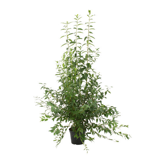 Forsythia x intermedia : H. 125/150 cm ctr 10 litres.