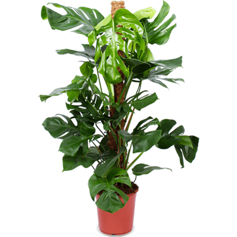 AH Monstera pertusum gatenplant l