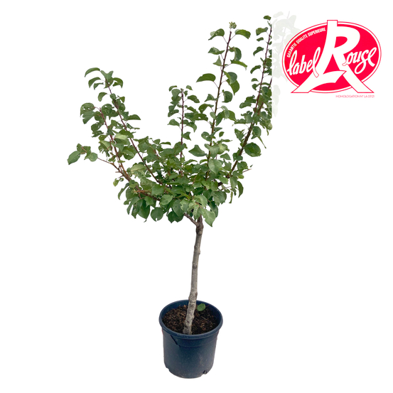 Abricotier Hargrand, Label Rouge : pot 12L - Gobelet 3 ans d'âge