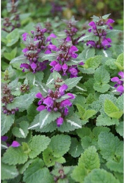 Dovenetel (Lamium maculatum 'Chequers') D 9 H 10 cm