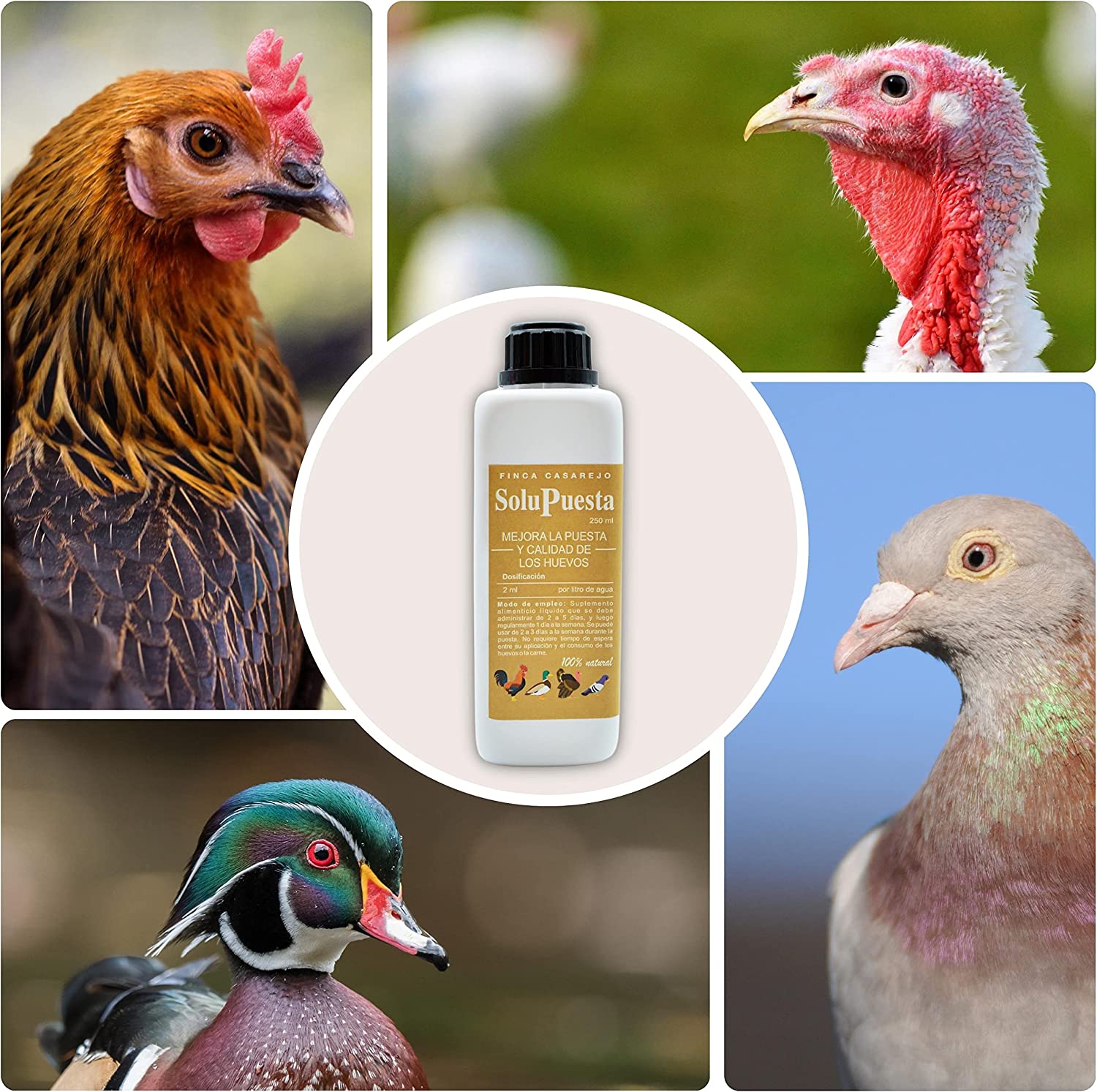Solução Finca Casarejo: um suplemento nutricional para galinhas e aves.