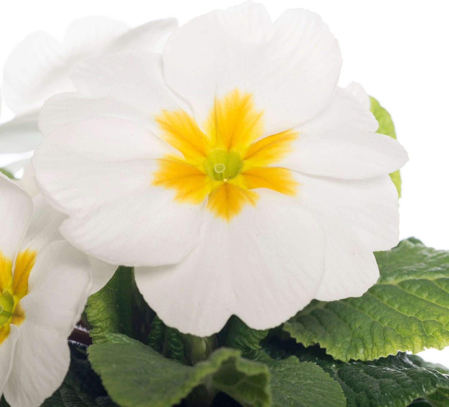 Sleutelbloem (Primula acaulis) wit D 10,5 H 10 cm
