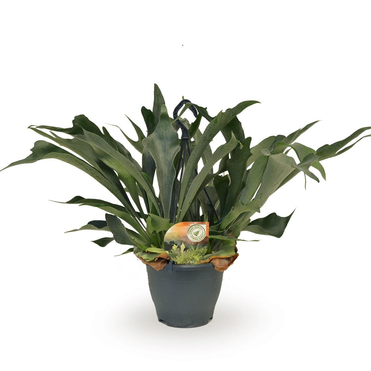Plante d'intérieur - platycerium bifurcatum 50.0cm