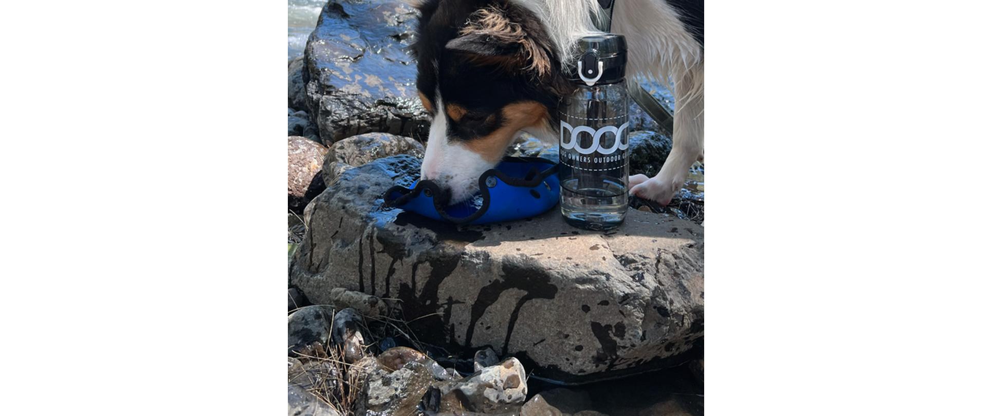 3-in-1 Water Bottle BlauTragbarer Hundewassernapf, Flasche und Isolator in einem