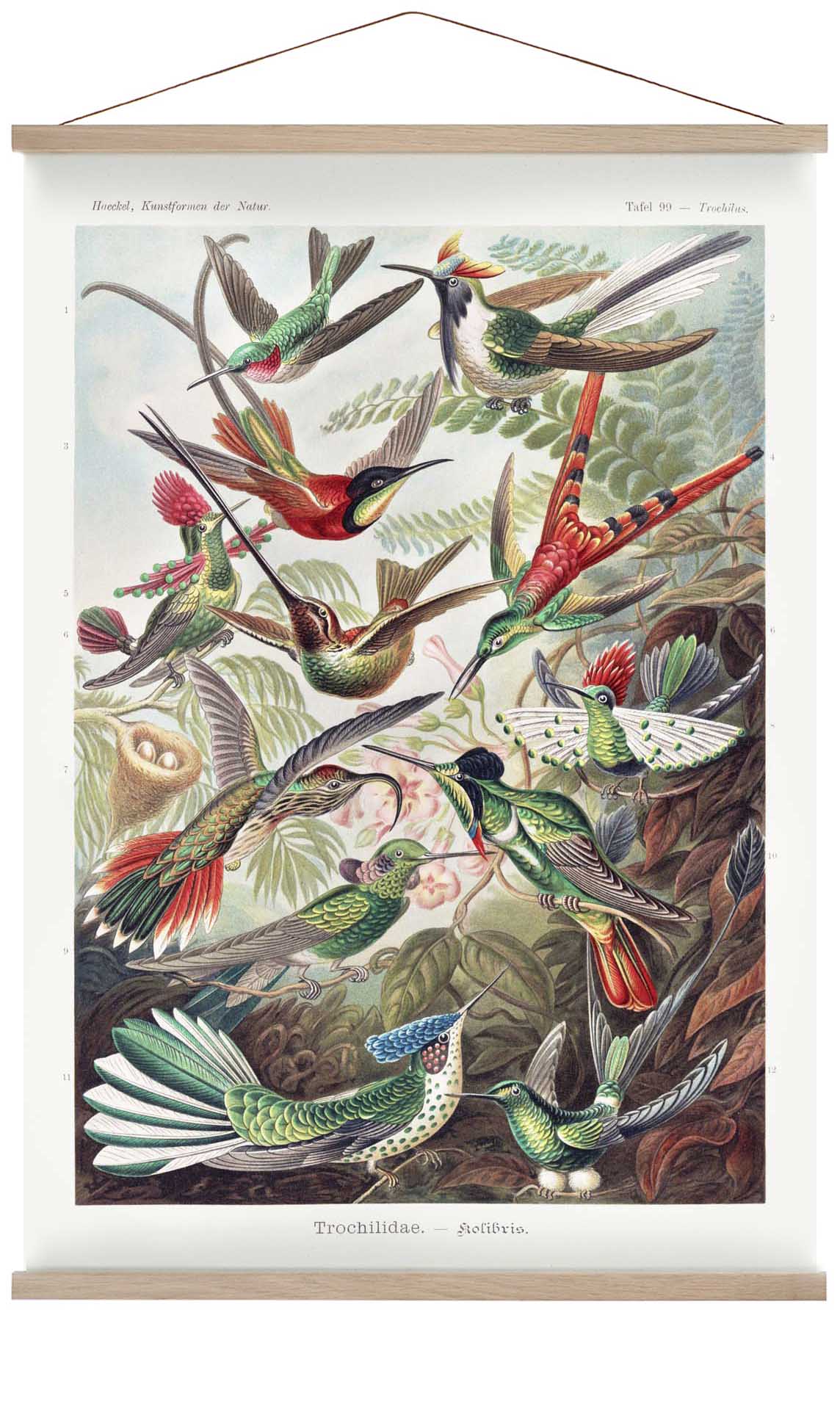 Paradiesvögel von Ernst Haeckel mit weißem Rand