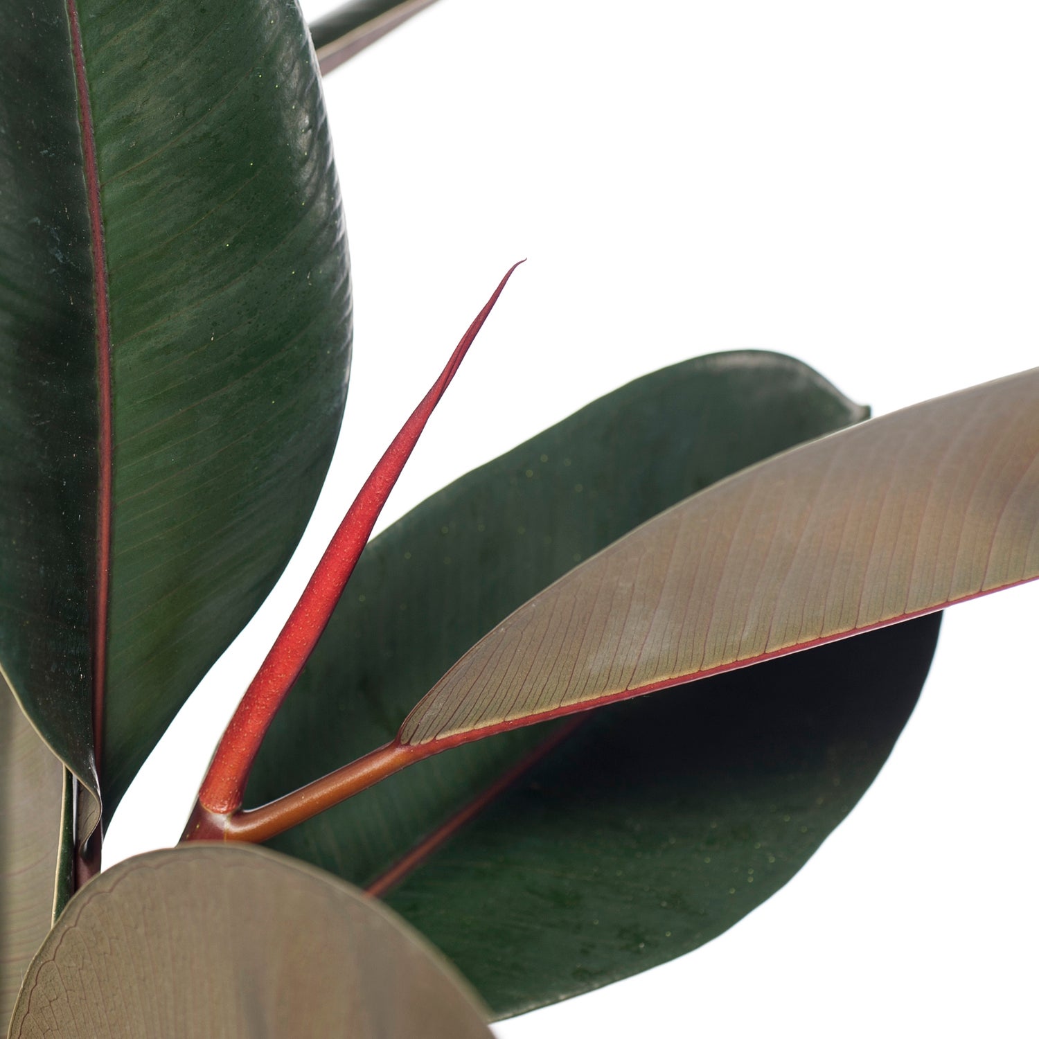 Rubberboom (Ficus elastica 'Abidjan') D 24 H 85 cm