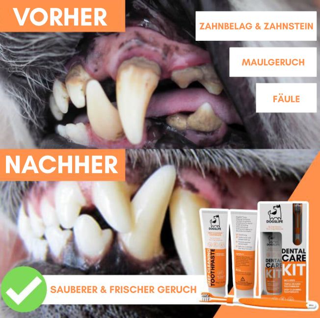 Dental Kit - DogsLife