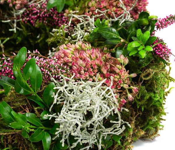 Dehner Kranz Sedum, ca. Ø28 cm