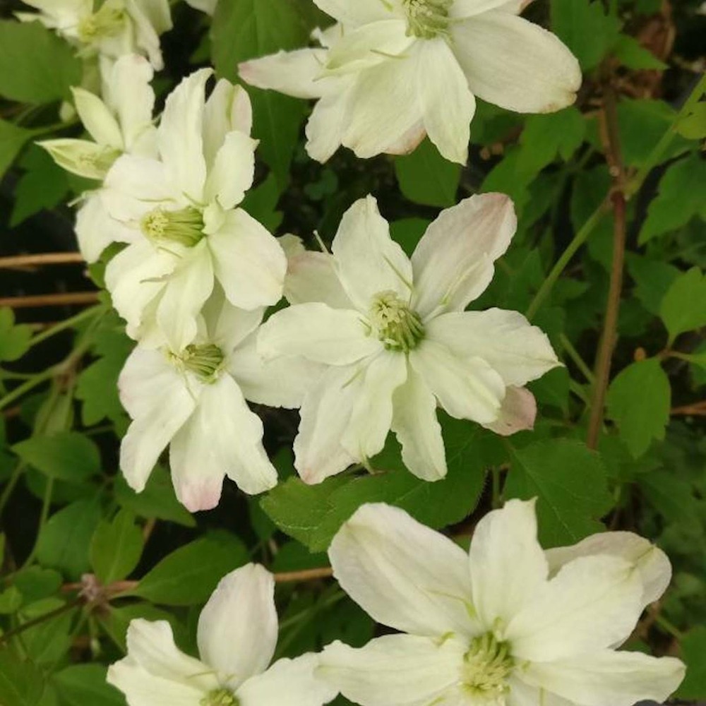Clématite montana starlet® white perfume 'fpdw2009/clematis montana starlet® white perfume 'fpdw2009[-]godet - 5/20 cm