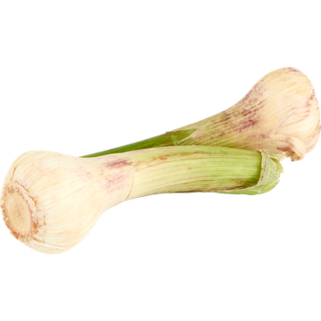 Verse Knoflook