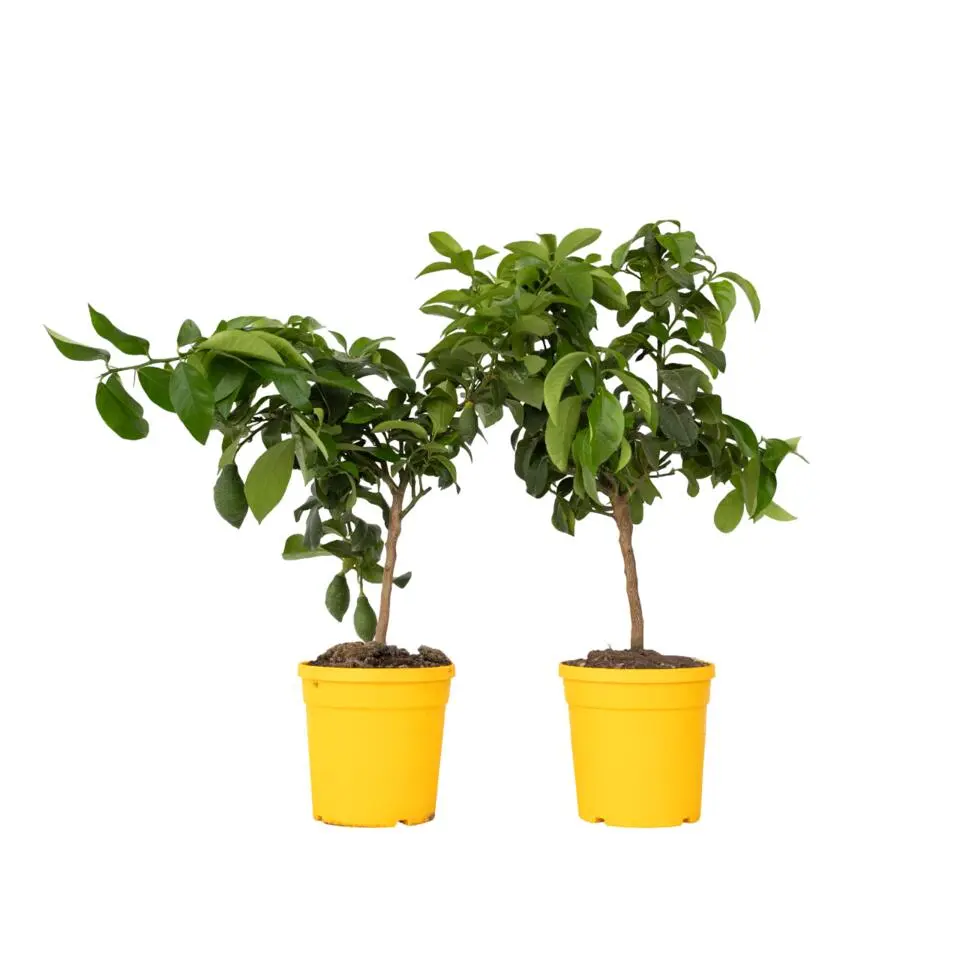 Citroenboom - Set van 2 - Citrus limon - Hoogte 60-70cm - ⌀19cm