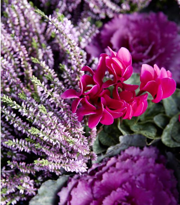 Knospenheide 'Hilda®'