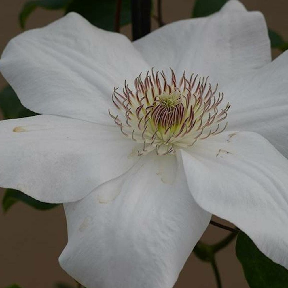 Clématite juliane™ 'evipo049'/clematis juliane™ 'evipo049'[-]pot de 2,5 l - 20/30 cm