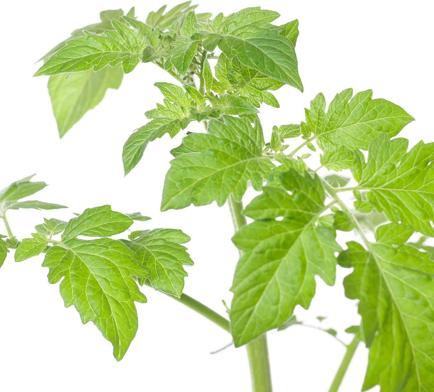 Cherrytomaat (Lycopersicon Esculentum)