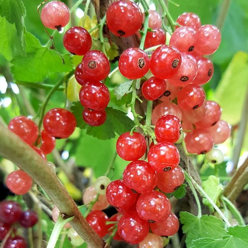 Groseillier à grappes 'jonkheer van tets' - ribes rubrum 1,5l