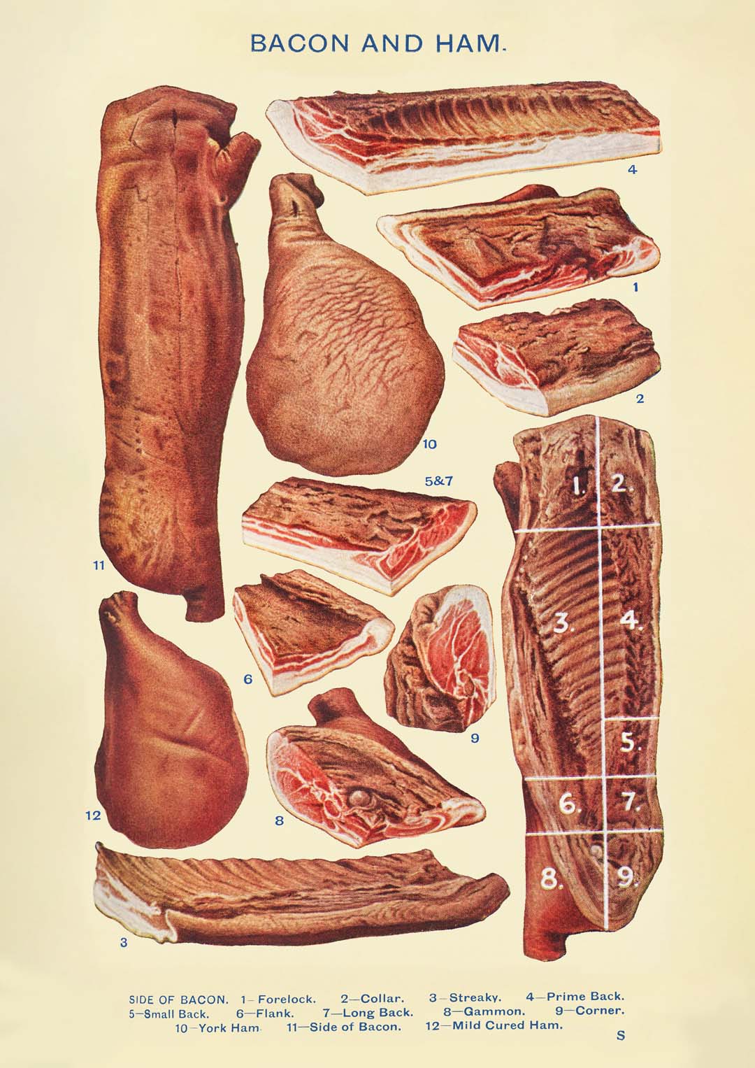 Speck & Schinken aus Mrs. Beetons Haushaltsführung