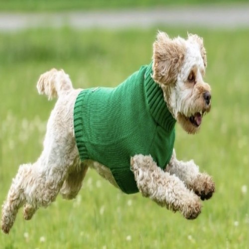 Camisa Chiara Ellie sem capuz, verde para cães