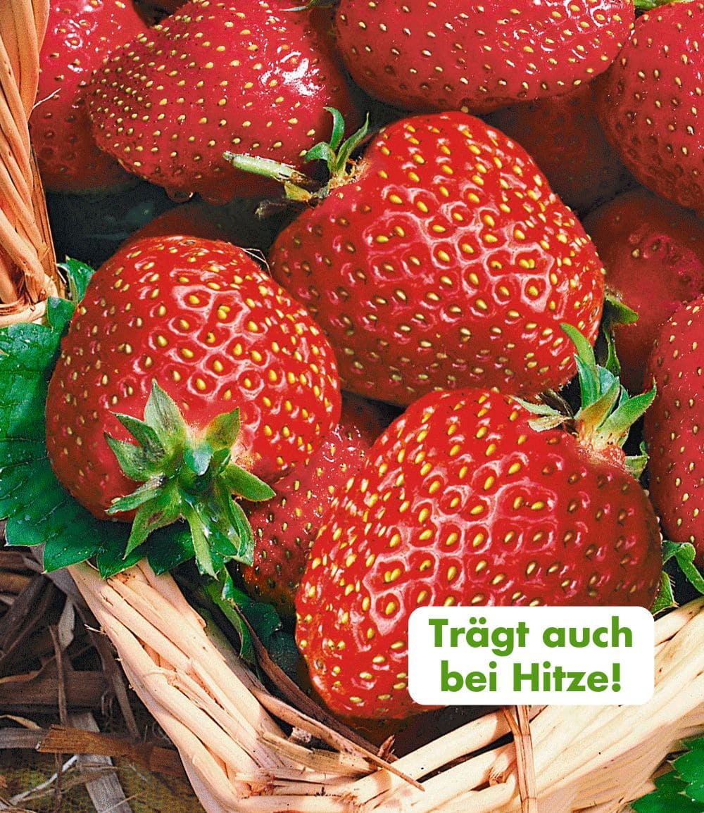Immertragende Erdbeere 'Seascape®'