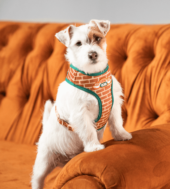 Coleira para cães Bold | Friends - Central Perk