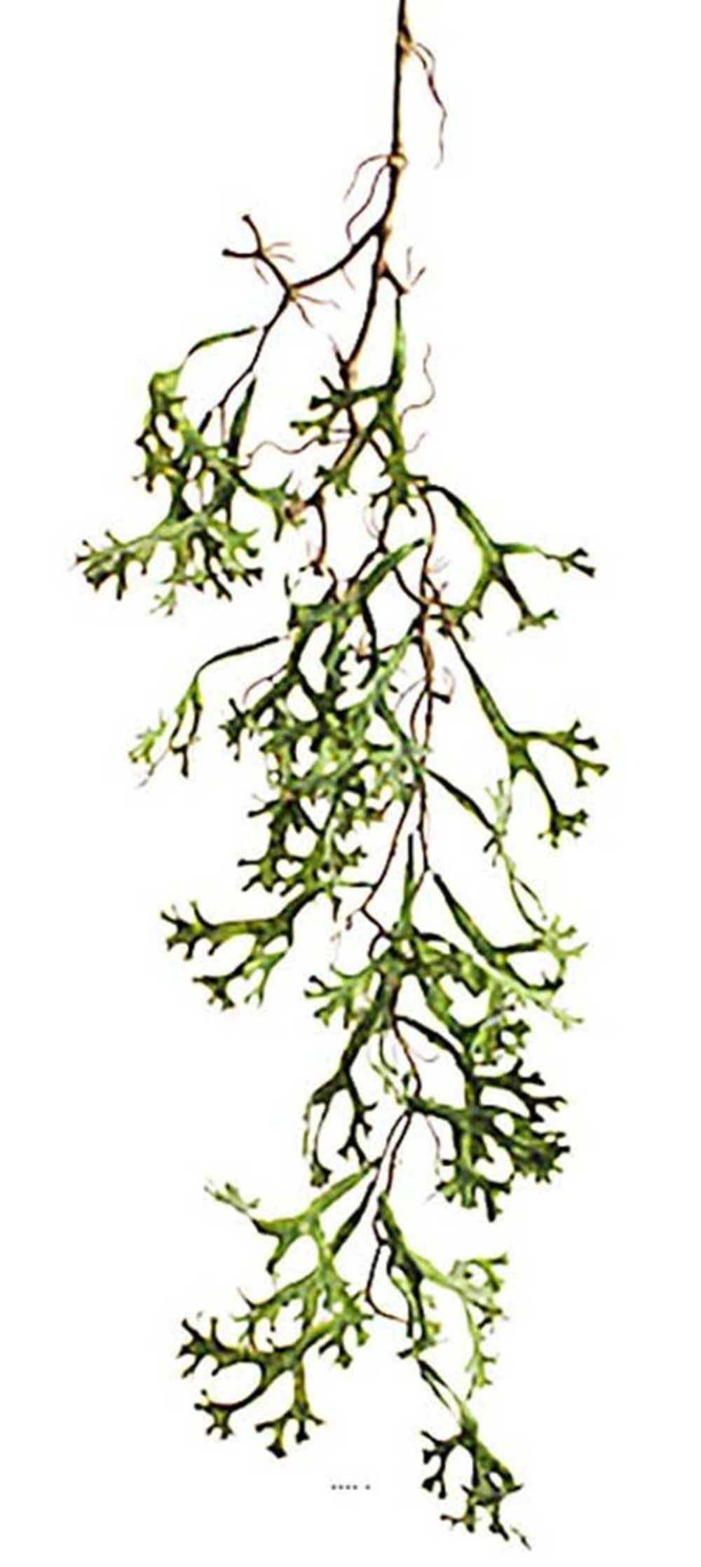 Chute de platycerium artificiel l 100 cm vert