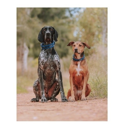Coleira ajustável APEX DOG GEAR com fecho de metal turquesa para cães