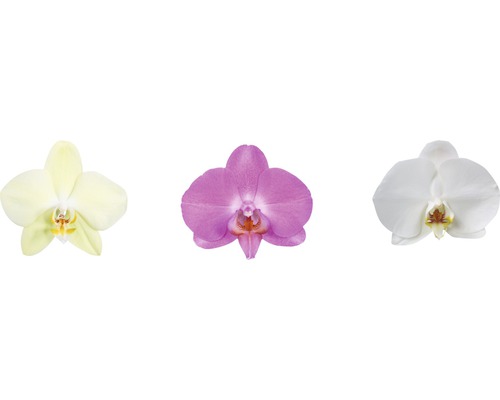Vlinderorchidee FloraSelf Phalaenopsis multiflora H 55-70 cm Ø 12 cm pot 2 bloemaren diverse kleuren