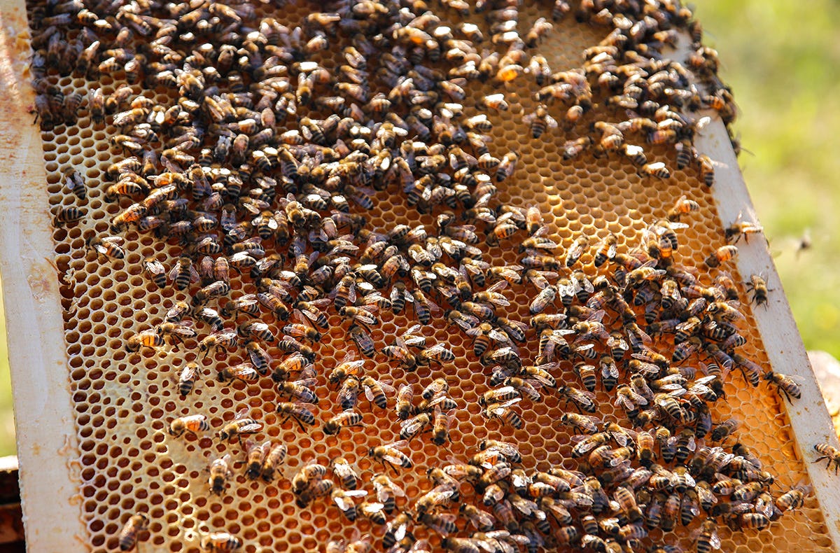 Bienenseminar mit Verkostung für 2 Bühl