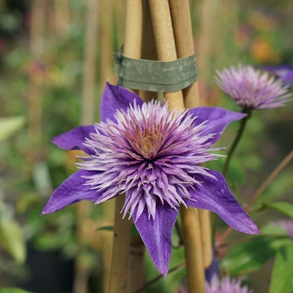 Clématite 'multi blue' - clematis 1,5l