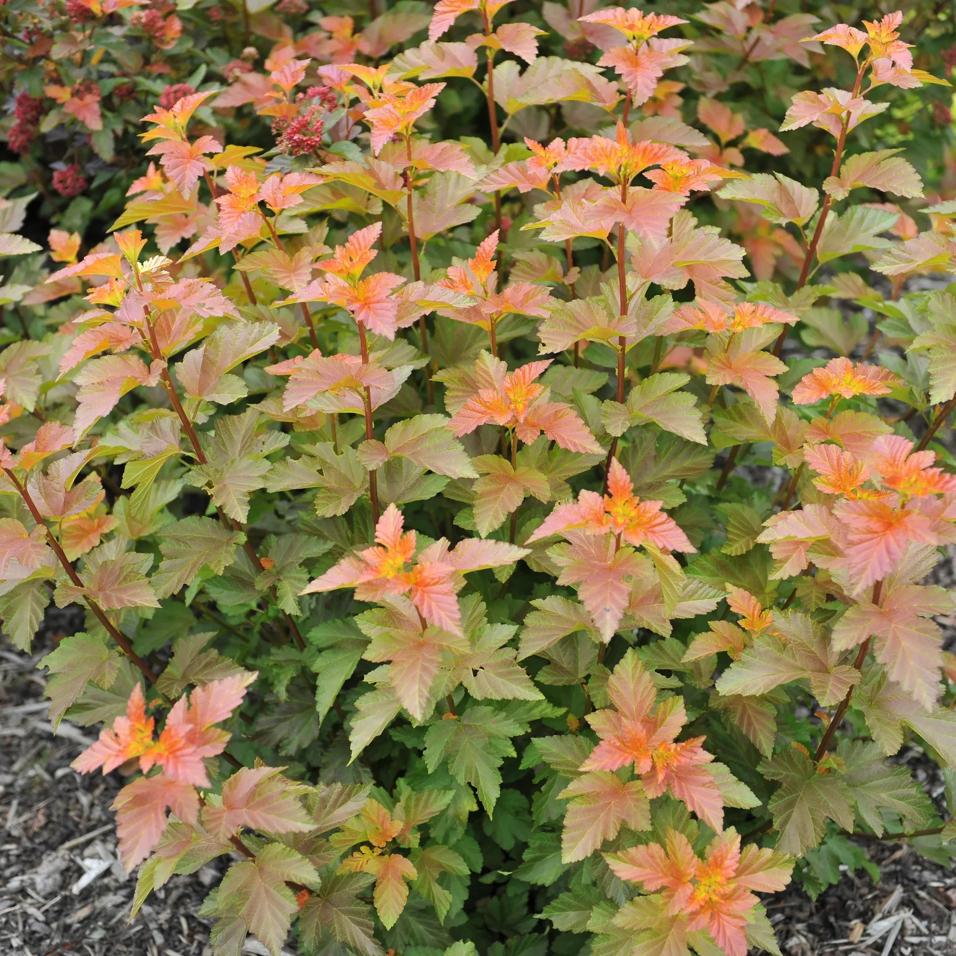 Physocarpus opulifolius AMBER JUBILEE® Blærespirea AMBER JUBILEE® Ø22 cm