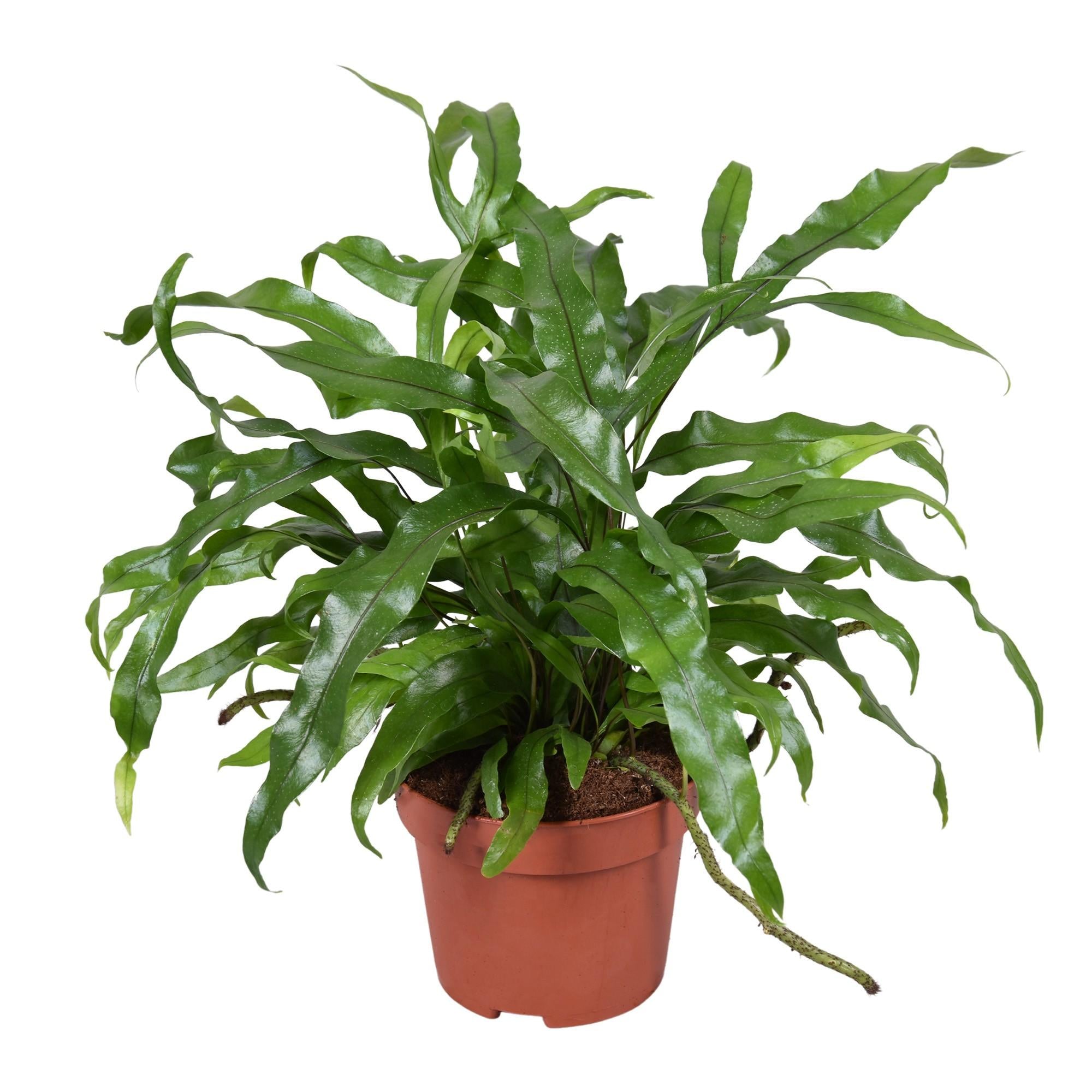 Plante d'intérieur - microsorum diversifolium 25.0cm