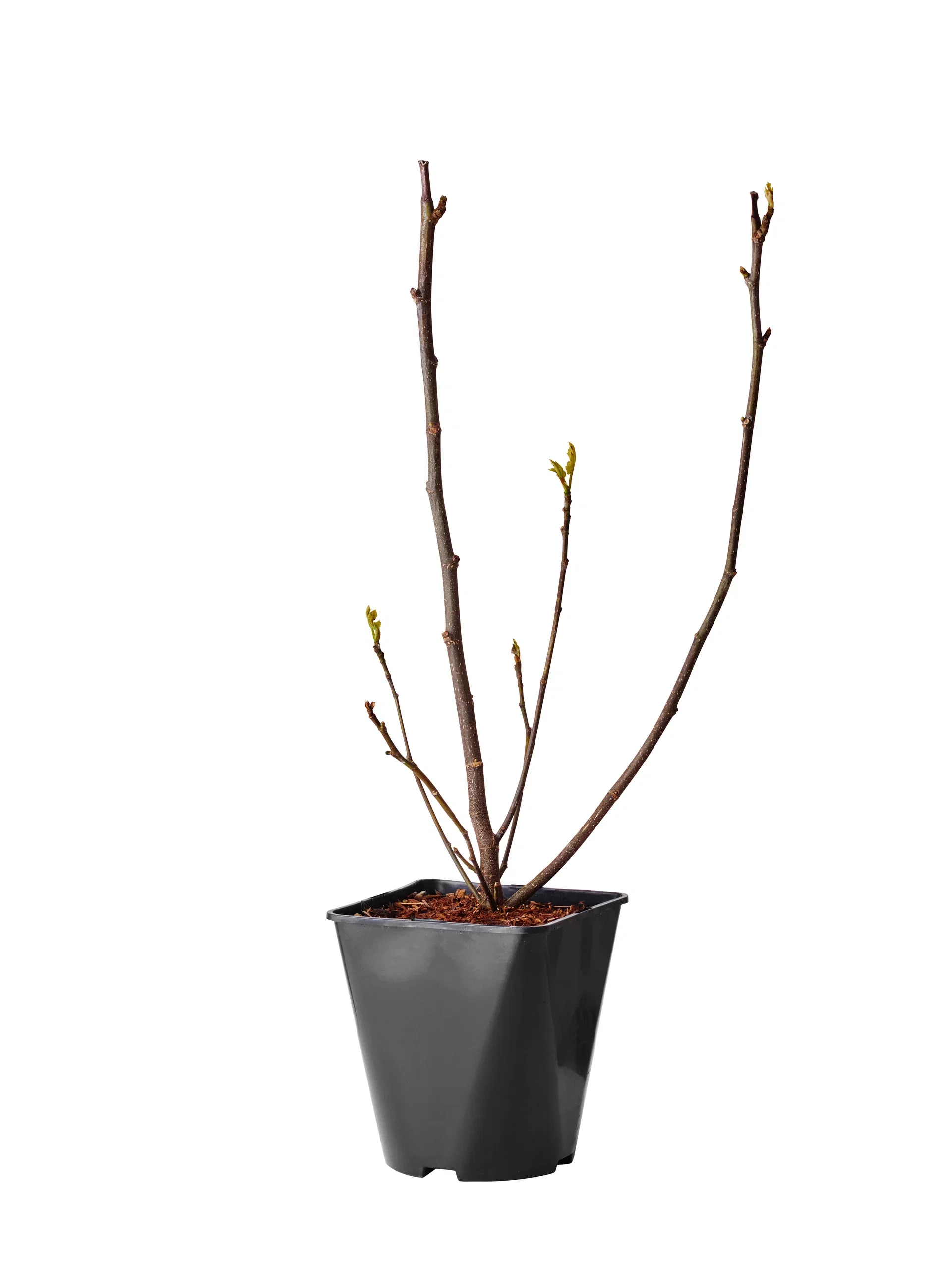 Ficus carica 'Bornholms Diamant' 4,5L Fiken 'Bornholms Diamant' Ø22 cm