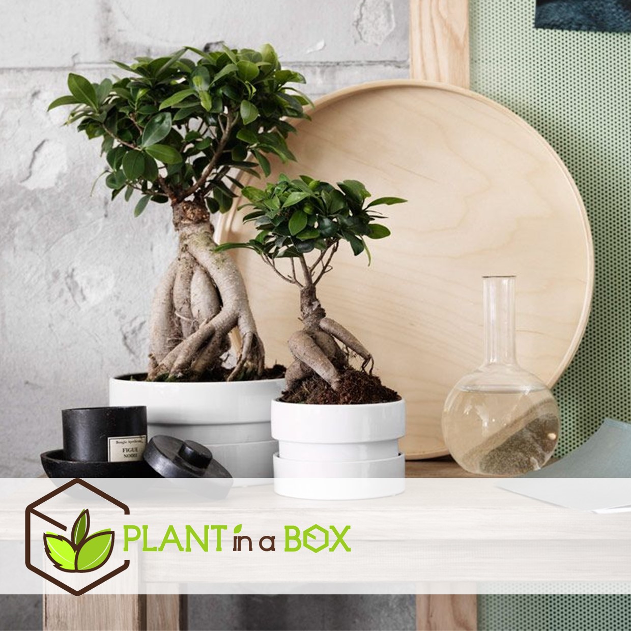 Bonsai ficus ginseng - set de 2 - pot 12cm - hauteur 30-40cm