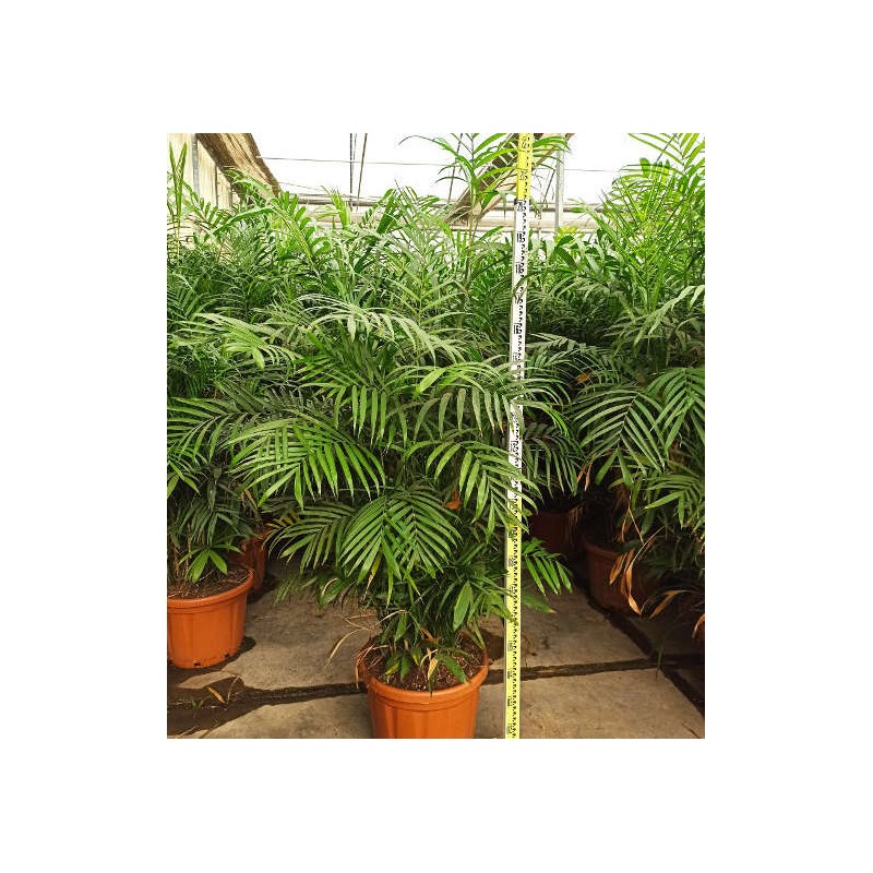 Chamaedorea seifrizii (palmier nain de seifriz) specimen taille pot de 45l - 200/225cm