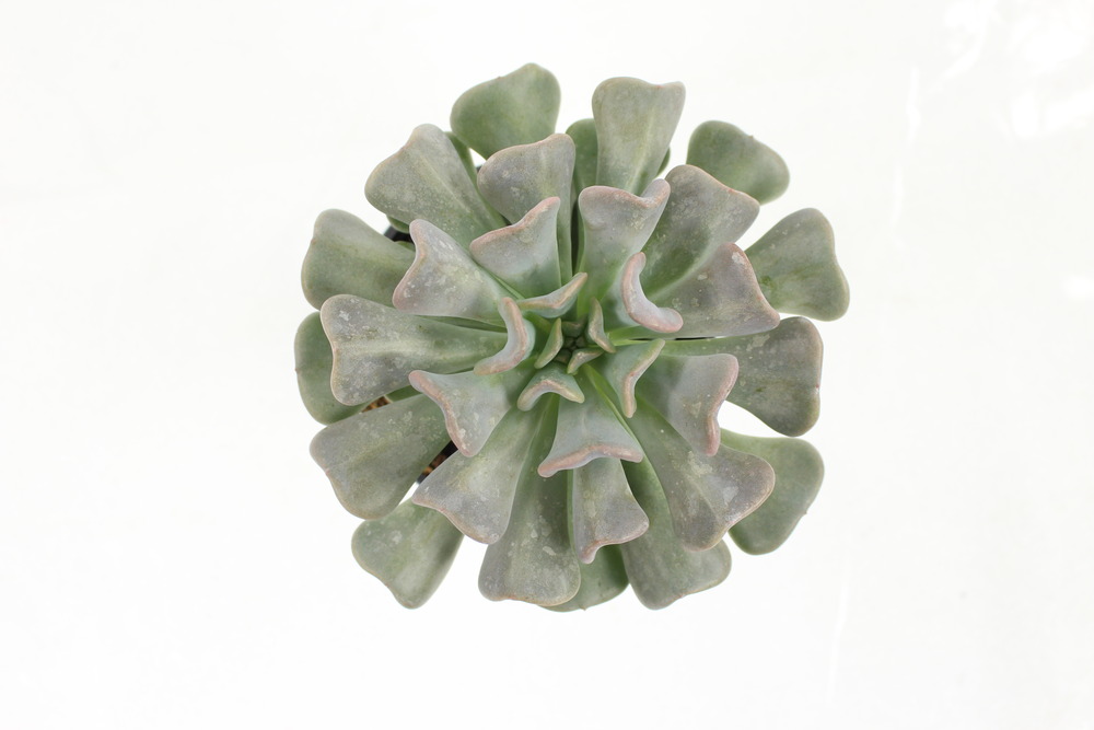Succulentes variees pot 10,5 cm