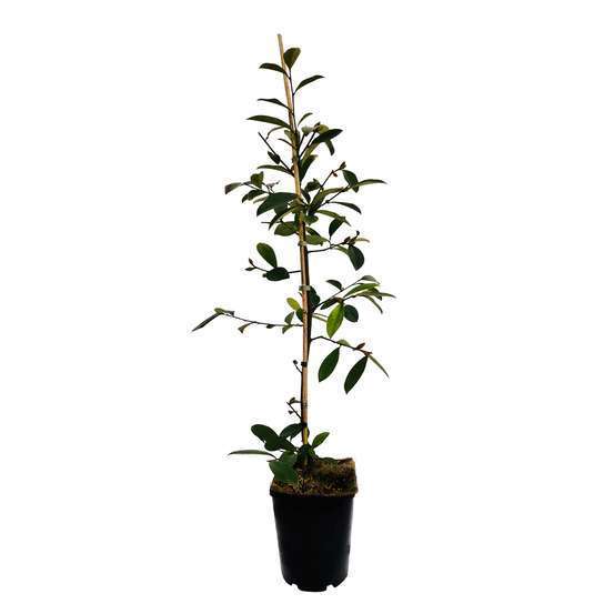 Michelia x 'Fairy Magnolia ® Blush':pot 5L