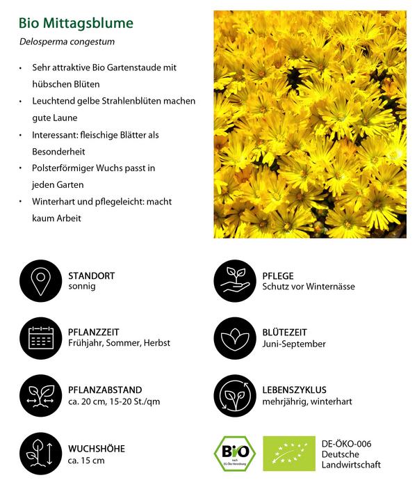 Bio Gelbe Mittagsblume