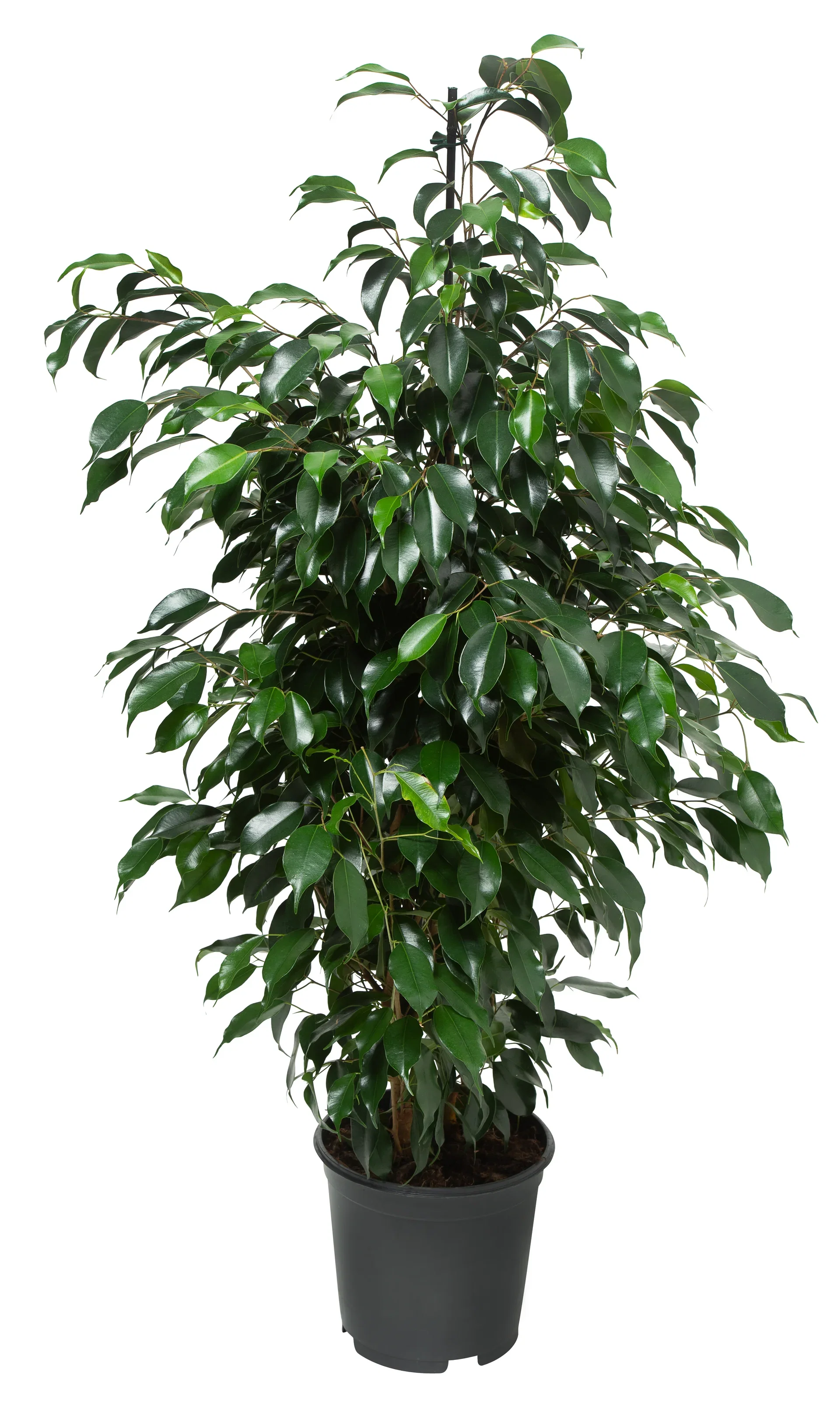 Ficus benjamina 'Danielle' Bjørkefiken 'Danielle' Høyde 115 cm