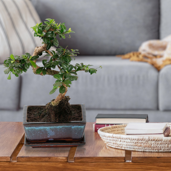 Bonsai carmona - céramique
